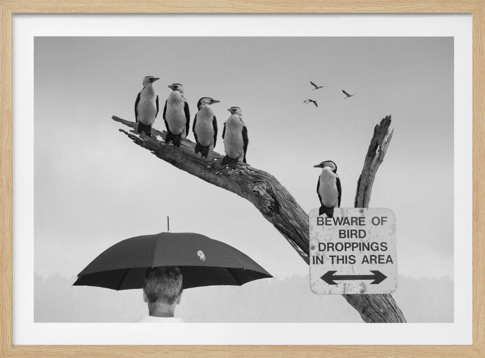 A humorous black and white photograph depicting a man from behind holding a large black umbrella. Above him, a row of five shags, or cormorants, are perched on a dead tree branch next to a sign that reads 'BEWARE OF BIRD DROPPINGS IN THIS AREA'. Wall Art