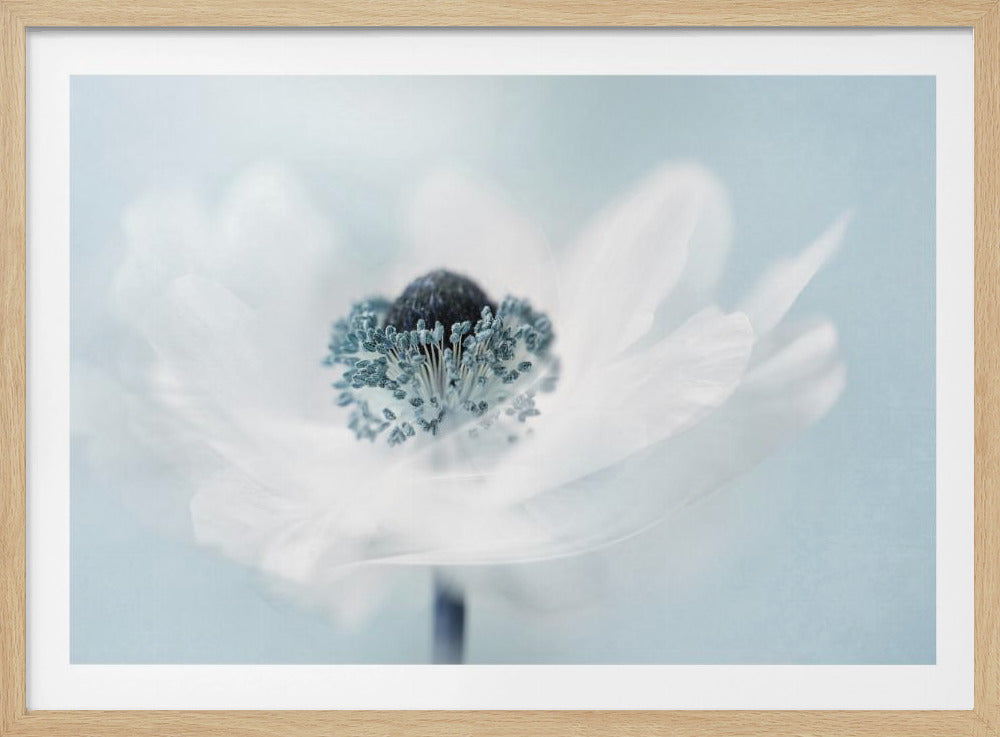 A dreamy, soft-focus macro photograph of a single white anemone flower. The flower has a dark center surrounded by delicate blue-tipped stamens. The background is a soft, pale blue, and the entire image is presented within a silver frame. Wall Art