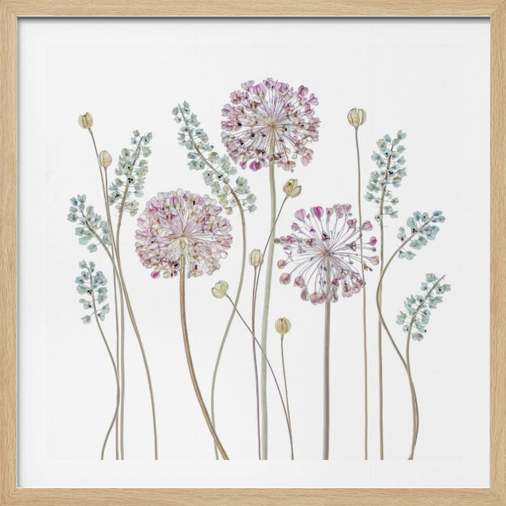 A botanical art print in a light wood frame, featuring delicate pressed allium flowers with pink and purple globes and slender stems, interspersed with sprigs of muted blue-green foliage against a clean white background. Poster