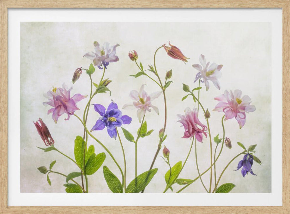 A delicate arrangement of various columbine flowers in shades of purple, pink, white, and red, with bright green leaves and stems against a soft, light-textured background, enclosed in a silver frame. Artwork