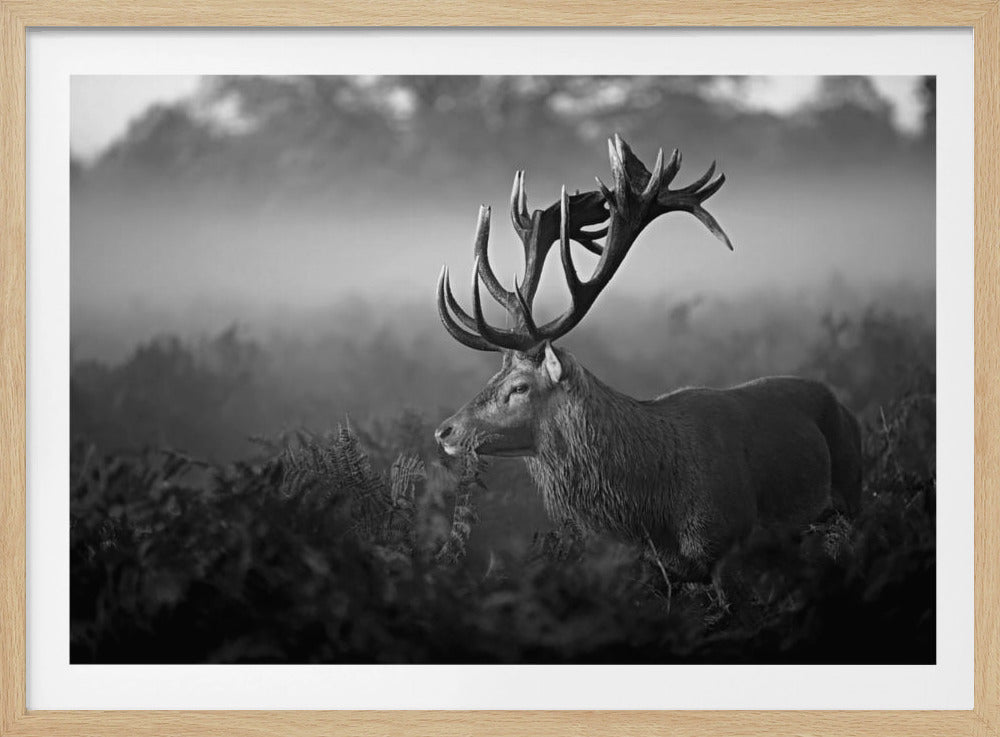 A majestic stag with large antlers is captured in a black and white photograph, standing in a field of ferns with a foggy forest in the background. The image has a moody and atmospheric quality and is displayed within a silver frame. Poster
