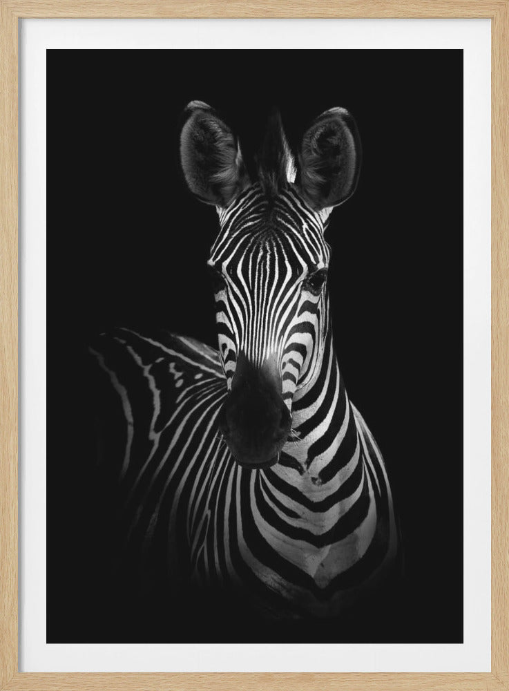 A dramatic black and white portrait of a zebra looking directly at the viewer against a solid black background. The lighting highlights the intricate patterns of its stripes, creating a high-contrast and artistic image. Artwork