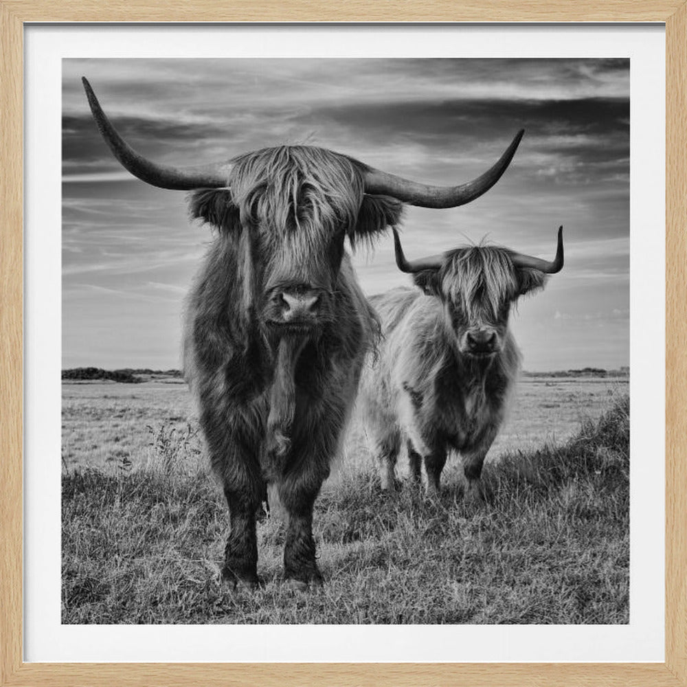 A framed, black and white photograph of two shaggy Highland cows with large horns standing in a grassy field. The larger cow is in the foreground looking directly at the camera, with a smaller one standing behind it to the right. The sky above is filled with dramatic clouds. Decor