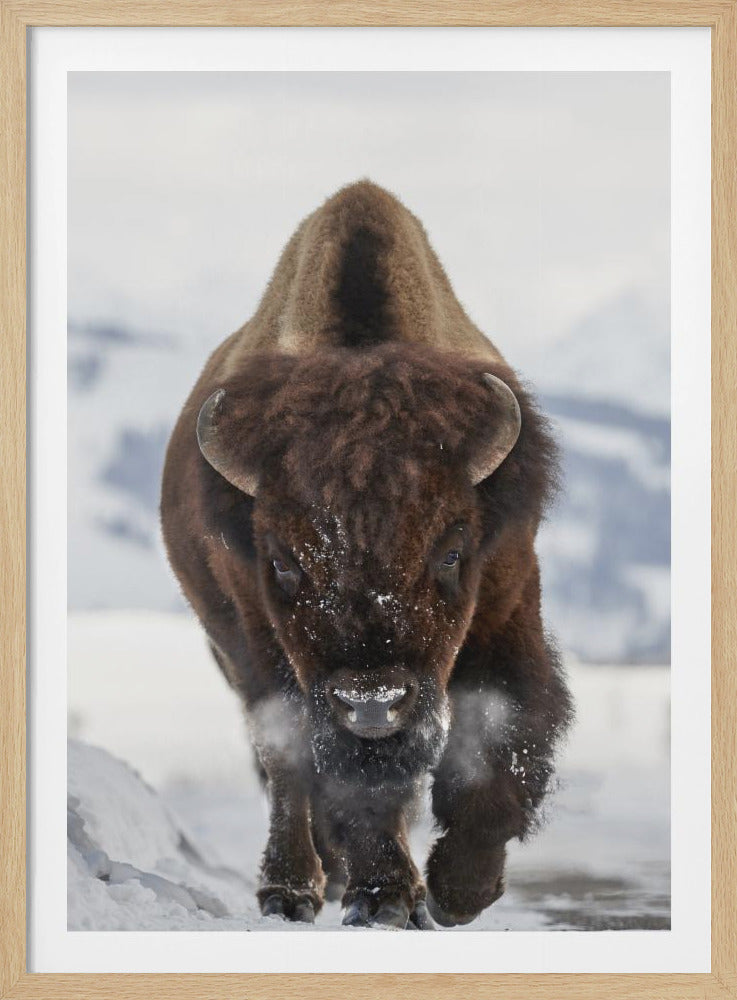 A powerful, close-up portrait of a large brown bison walking forward through the snow. The bison's shaggy fur is flecked with snow, and its warm breath is visible in the cold air as it looks directly into the camera. The background is a soft, out-of-focus snowy landscape. Wall Art