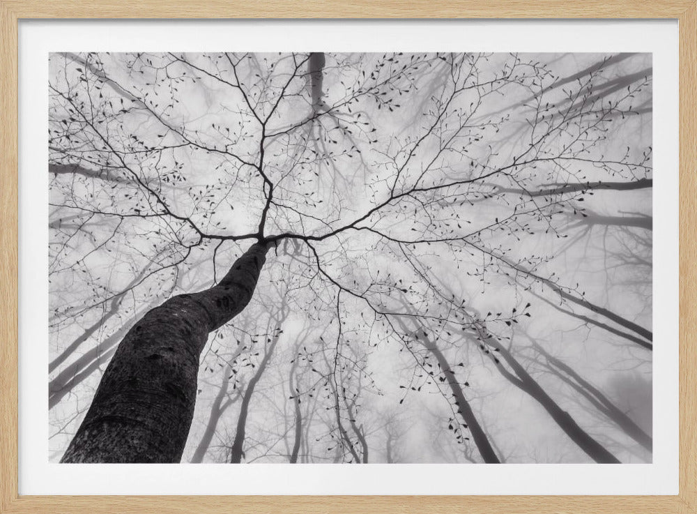A vibrant art print depicting a detailed view of a lush tree crown, showcasing its branches and leaves against a bright sky. Wall Art