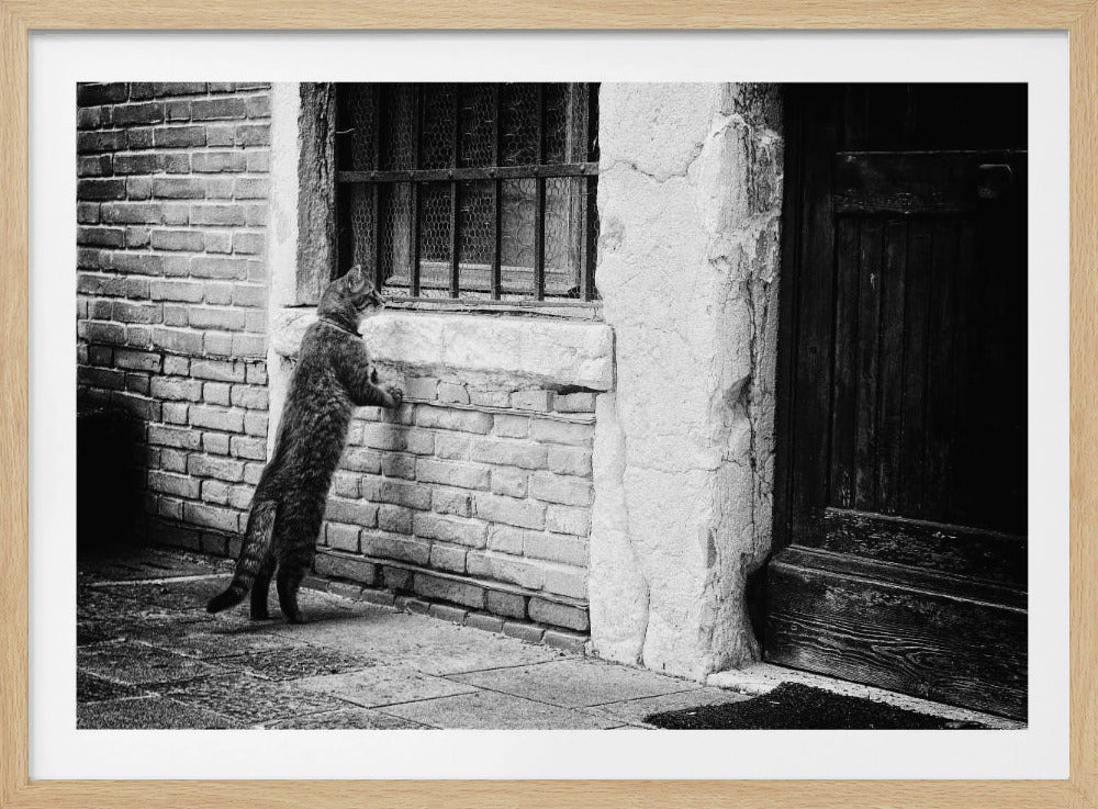 A black and white framed photograph of a cat standing on its hind legs, with its front paws on a brick wall, peering curiously into a barred window. The setting is a rustic alley with an old wooden door to the right. Wall Art