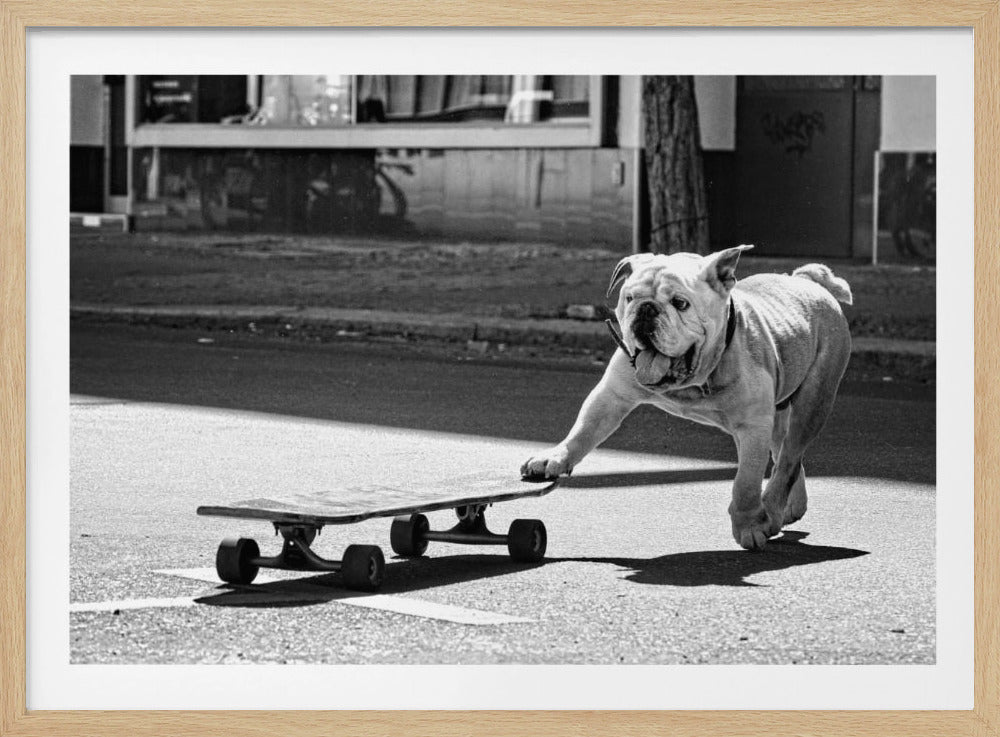 A framed, black and white photograph of an energetic English Bulldog running on a paved street. The dog has its tongue out and one paw on a skateboard, as if pushing it along. Print