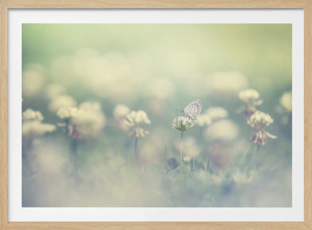 A delicate white butterfly with black spots rests on a white clover flower in a dreamy, soft-focus photograph. The background is a blur of a green and cream-colored meadow, creating a peaceful and ethereal atmosphere. Print