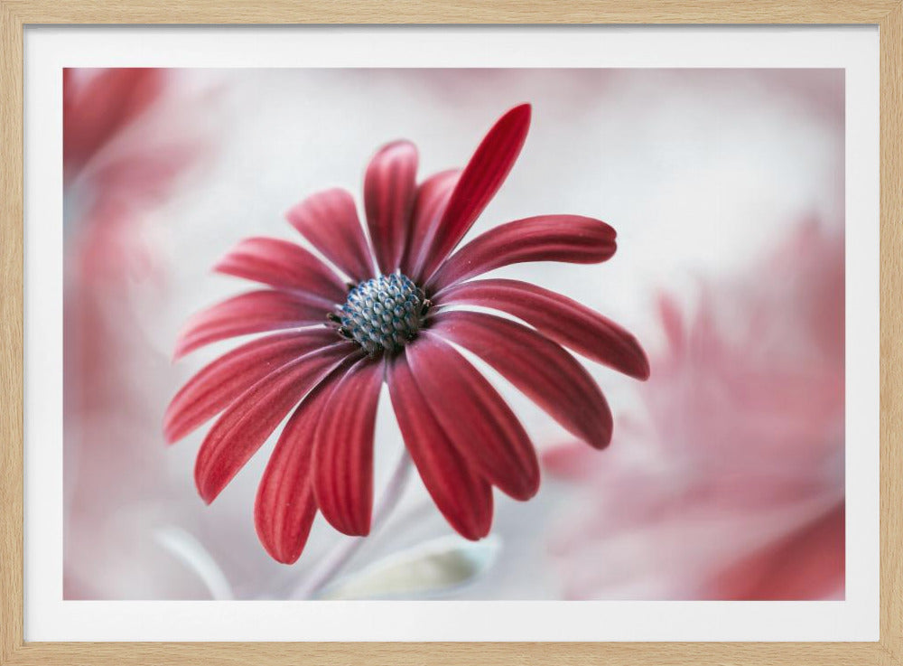 A close-up, artistic photograph of a single flower with vibrant red petals and a detailed blue center. The background is soft and out of focus with pink and white tones, all enclosed in a silver frame. Print