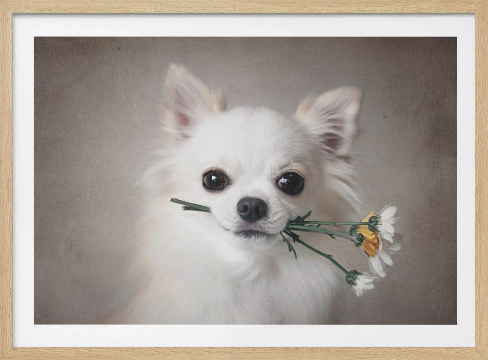 A close-up portrait of a small, fluffy, long-haired white chihuahua holding a few daisies in its mouth. The dog has large, dark eyes and is looking directly at the camera against a soft, textured grey background, enclosed in a silver frame. Poster