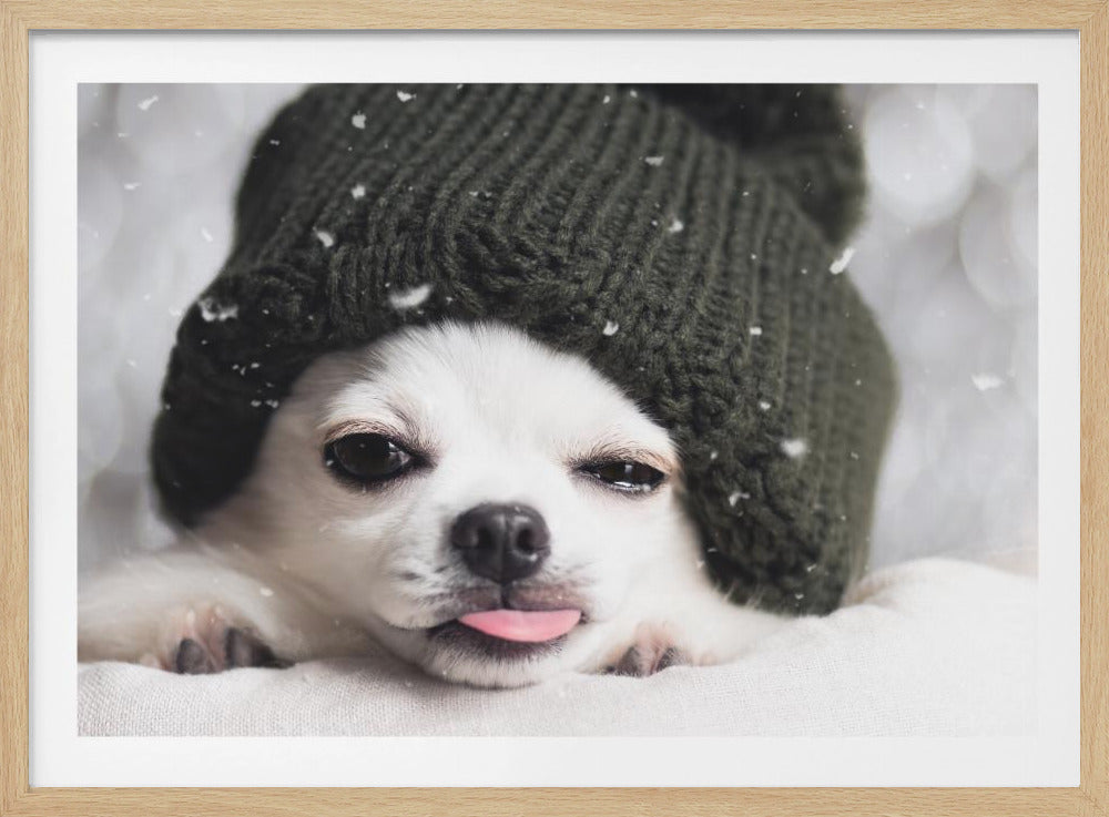 A close-up photo of a small white dog, likely a chihuahua, wearing an oversized dark green knitted beanie. The dog has a sleepy expression and is sticking its pink tongue out, while specks of what looks like snow fall around it. The image has a cozy, wintery feel and is presented within a silver frame. Decor