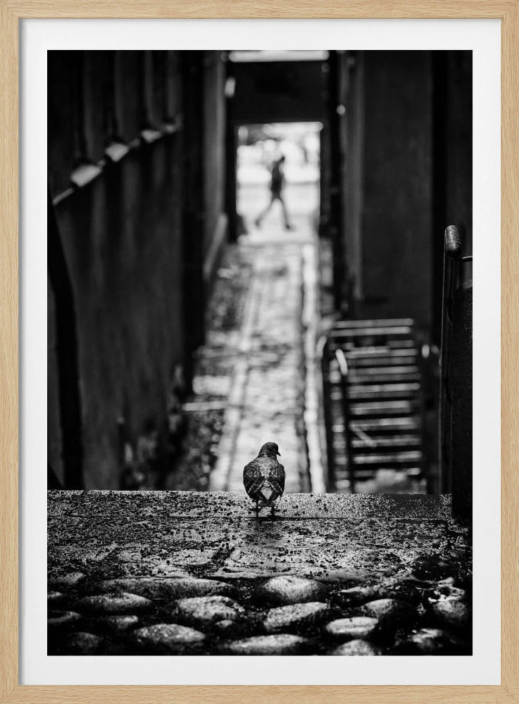 A moody, black and white, high-contrast photograph of a pigeon standing on a cobblestone ledge, viewed from behind. The pigeon looks down a long, narrow, out-of-focus alleyway, at the end of which a blurry silhouette of a person is walking away. Artwork