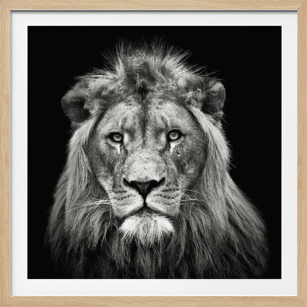 A striking black and white close-up portrait of a majestic male lion staring directly at the camera. The intense detail of his face and mane is highlighted against a solid black background, all presented in a light-colored wooden frame. Decor