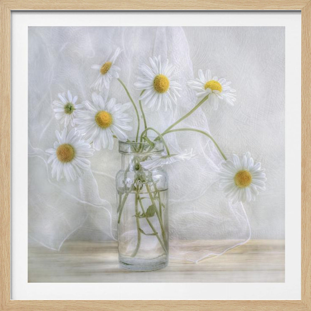A delicate still life photograph of several white daisies with bright yellow centers in a clear glass jar. The arrangement sits on a light wooden surface against a backdrop of soft, draped white fabric. The entire image is enclosed in a light wood frame. Artwork