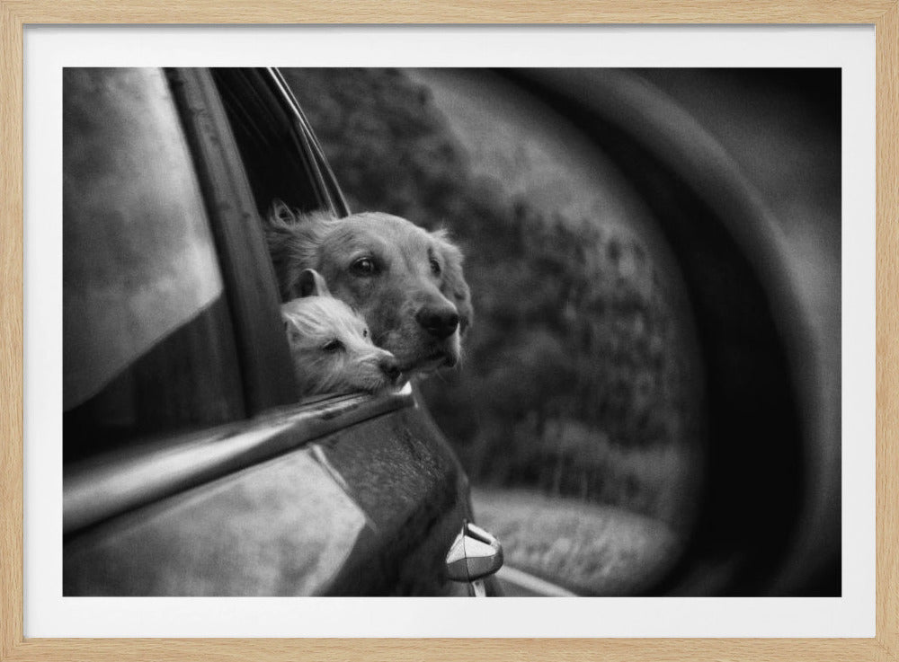 A poignant black and white photograph capturing two dogs, one large and one small, looking out of an open car window. The smaller dog rests its chin on the door while the larger dog looks on from behind, its fur slightly blowing in the wind. Decor