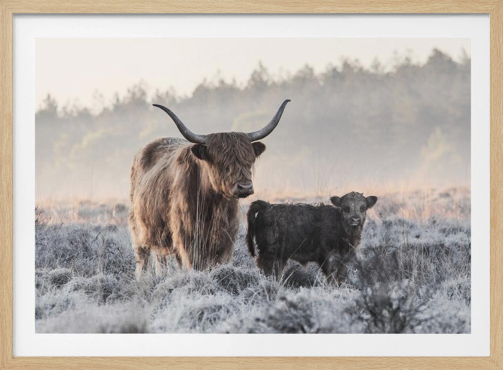 A framed photograph of a shaggy brown Highland cow and its small black calf standing together in a frosty field during a misty morning. Poster