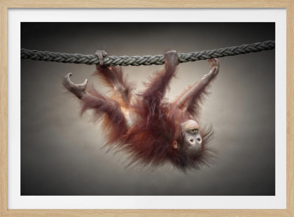 A close-up photograph of a cute baby orangutan with shaggy reddish-brown fur hanging upside down from a thick rope, looking at the camera against a plain, muted background, enclosed in a silver frame. Print