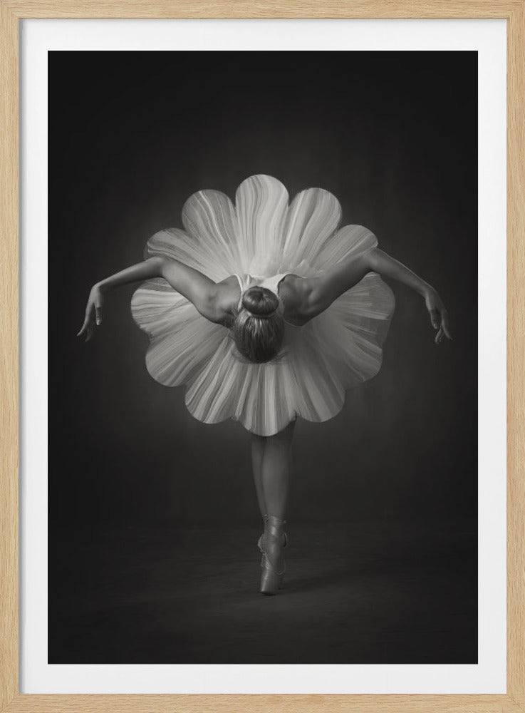 A black and white artistic photograph of a ballerina seen from behind. She is bent forward at the waist, standing en pointe, with her arms extended gracefully to her sides. Her voluminous white tutu is uniquely shaped like the petals of a large flower, creating a striking silhouette against a dark, minimalist background. Print