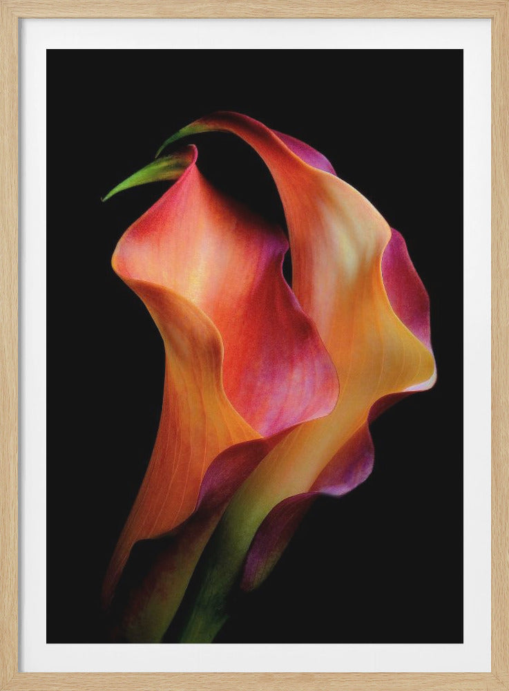 A dramatic close-up photograph of two intertwined calla lilies against a solid black background. The flowers display a vibrant gradient of colors, blending from warm orange and yellow to rich pink and magenta, emphasizing their graceful, sculptural forms. Print