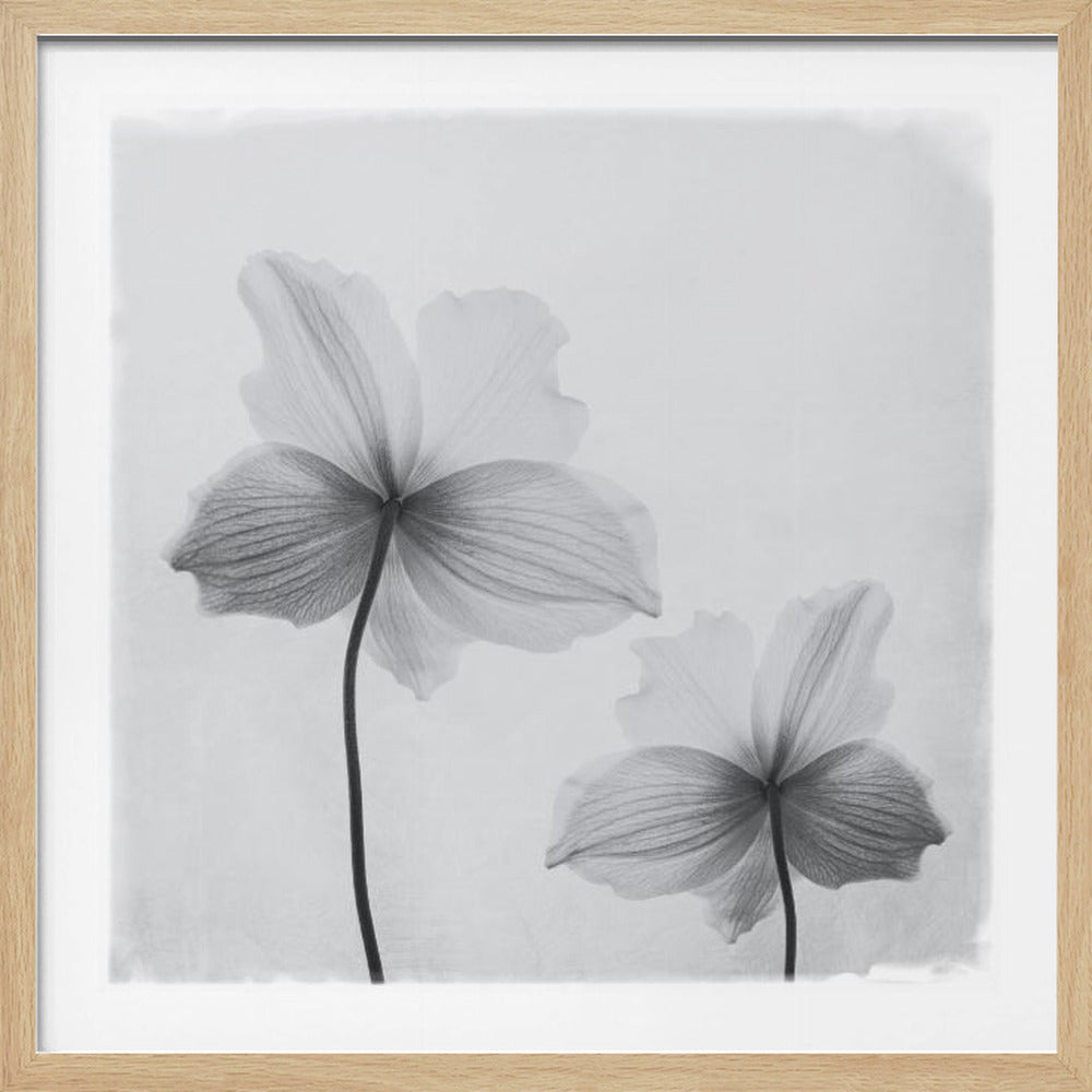 A framed black and white photograph of two translucent flowers seen from behind. Their delicate, paper-like petals are detailed with fine veins against a soft, light gray background. The artwork is enclosed in a simple, light-colored wooden frame. Wall Art