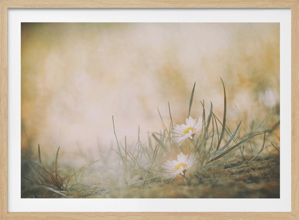 A soft-focus, dreamy photograph of two small white daisies with yellow centers nestled among blades of green grass. The background is a blurry wash of warm beige and golden light, creating a serene and gentle atmosphere. The artwork is enclosed in a silver frame. Decor