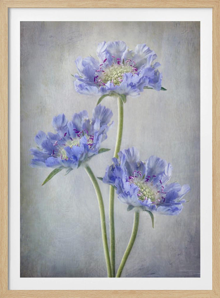 A fine art studio photograph of three delicate periwinkle blue scabiosa flowers with ruffled petals and purple stamens. The long, light green stems stand against a soft, textured, light grey painterly background. Wall Art