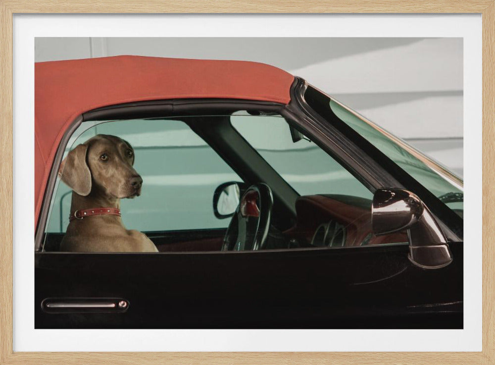 A Weimaraner dog sits in the driver's seat of a black convertible car with a red soft top. The dog is looking out the side window with a calm expression. Artwork