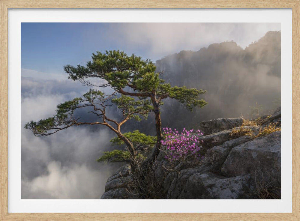 A framed artwork depicting a gnarled pine tree and a bush of vibrant purple flowers perched on a rocky cliffside. Below, a thick layer of fog fills the valley, with misty mountain silhouettes visible in the distance under a pale blue sky. Wall Art