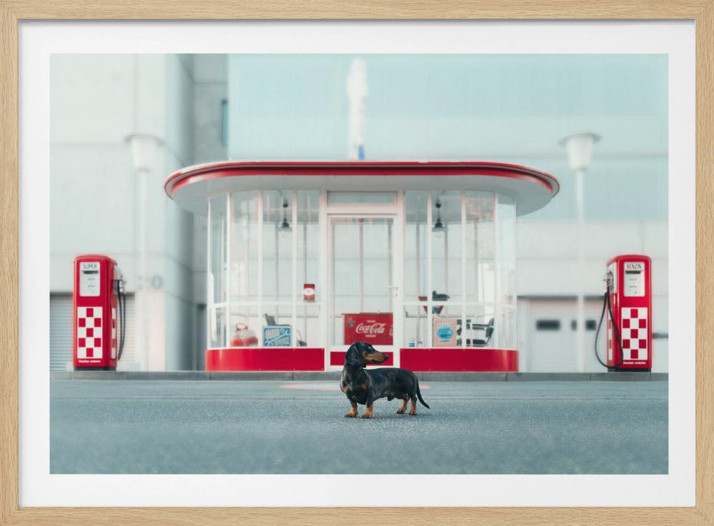A small black and tan dachshund standing proudly on the pavement in front of a retro-style glass-walled gas station with bright red trim and two vintage red and white checkered gas pumps. Wall Art