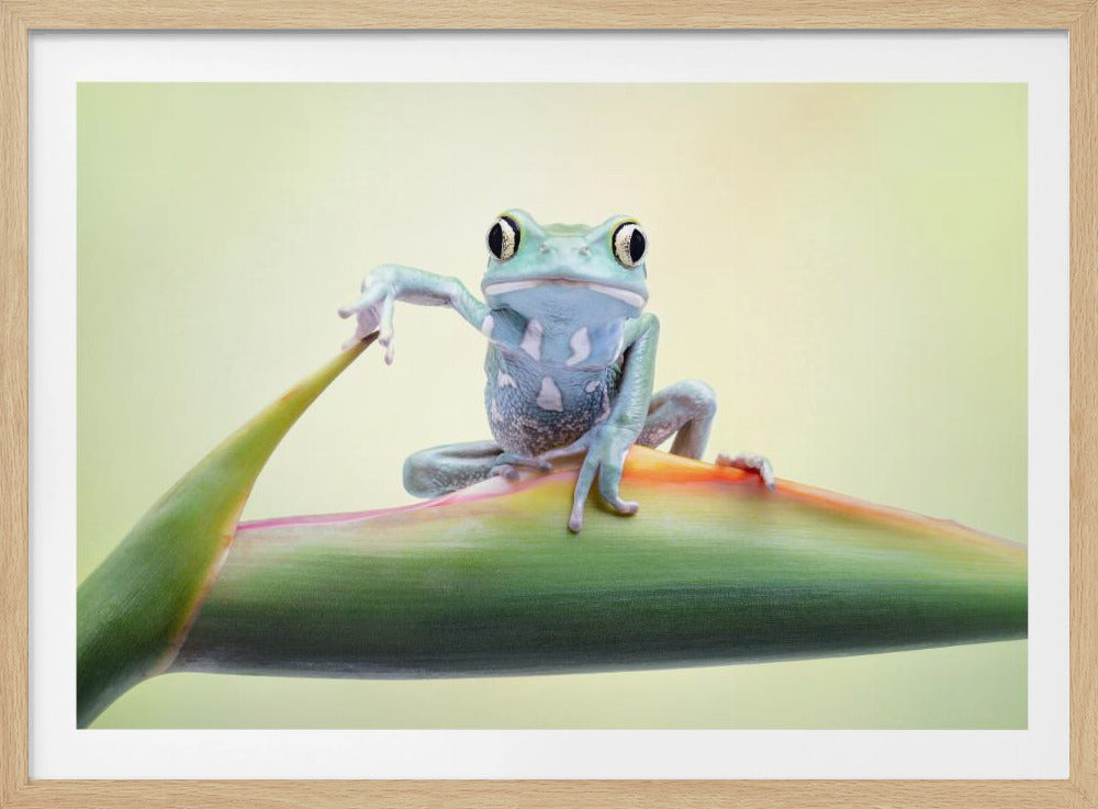 A comical photo of a light blue tree frog sitting on a vibrant green and orange leaf, looking forward with one arm casually resting on another leaf's tip, set against a pale yellow-green background and framed in silver. Wall Art