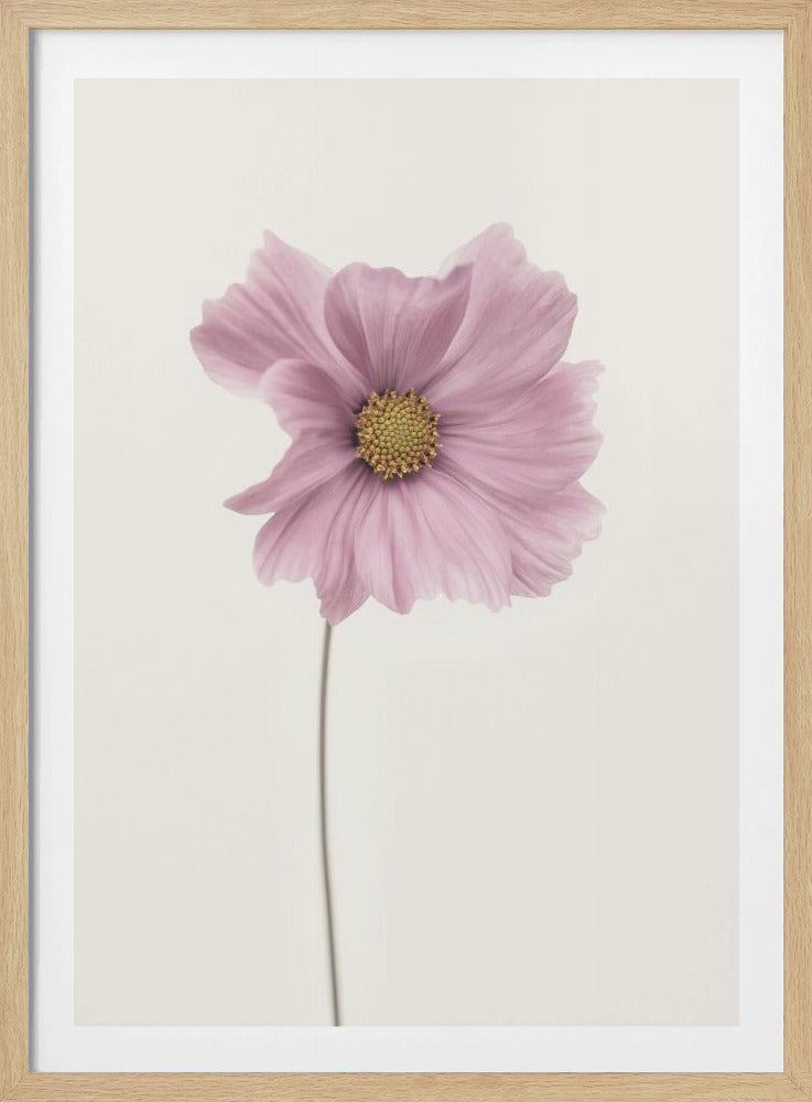 A minimalist framed photograph of a single pink cosmos flower with a yellow center and a long, thin stem, set against a stark, off-white background. Artwork