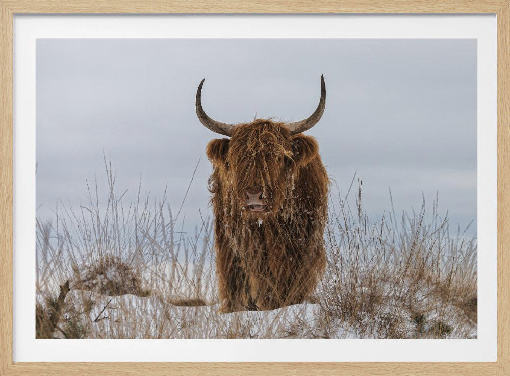 A framed photograph of a shaggy brown Highland cow standing in a snowy field. The cow faces forward, its long hair covering its eyes, and it is surrounded by dry winter grass poking through the snow under a pale, overcast sky. Decor