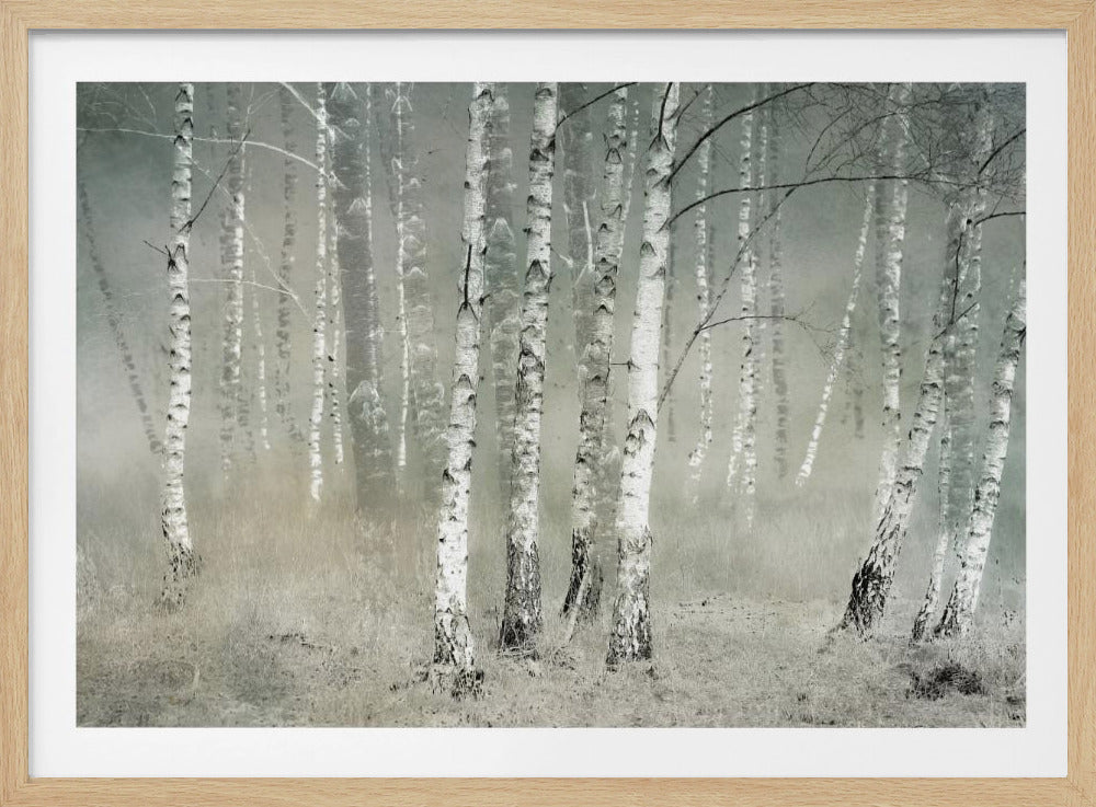 A framed photograph of a dense birch forest shrouded in thick, grey fog. The white and black patterned bark of the numerous birch trees stands out against the muted, ethereal background, creating a serene and moody atmosphere. Poster