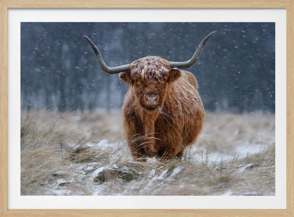A close-up photograph of a majestic Highland cow with long, shaggy brown fur and impressive curved horns, standing in a field as snow falls around it. The cow's coat is dusted with snow, and it looks directly at the viewer. The image is presented within a silver frame. Artwork