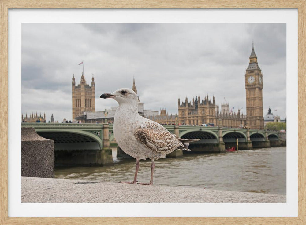 A close-up photograph of a seagull standing on a stone ledge with the River Thames and London's Big Ben clock tower and the Houses of Parliament in the background under a cloudy sky. Decor