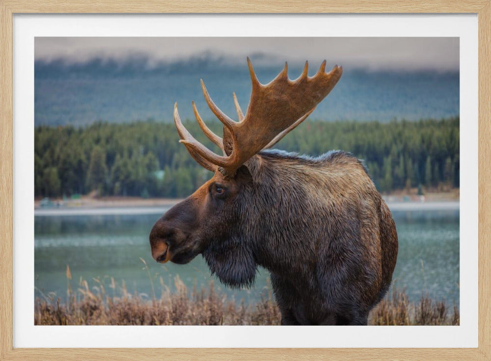 A close-up, side profile photograph of a majestic bull moose with large, impressive antlers, standing by the edge of a calm lake with a misty, pine-covered mountain range in the background, all enclosed in a silver frame. Decor