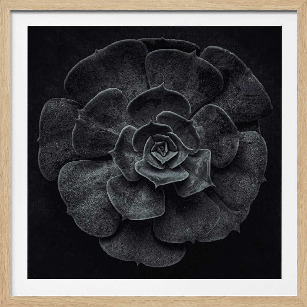 A framed black and white, top-down photograph of a succulent. The intricate, textured leaves of the plant form a perfect rosette, creating a strong contrast against the solid black background. Poster