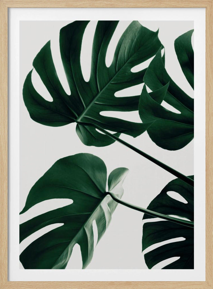 A low-angle, close-up photograph of several large, dark green Monstera leaves against a solid white background, enclosed in a thin black frame. The focus is on the characteristic splits and glossy texture of the leaves. Artwork