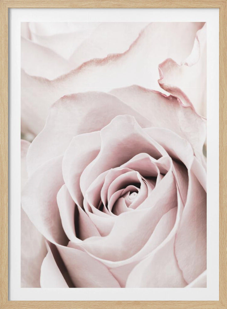 A tightly cropped, macro photograph of a dusty pink rose in a black frame, with its soft petals spiraling inward. Print