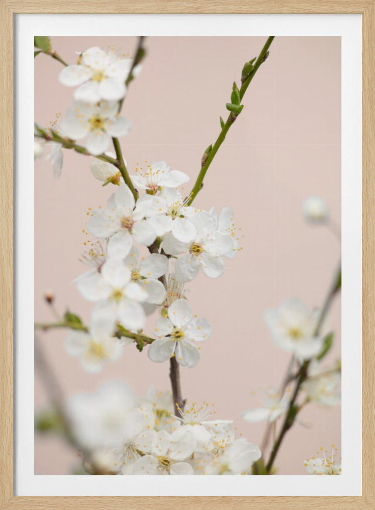 A close-up photograph of delicate white cherry blossoms with yellow stamens blooming on a thin branch against a soft pale pink background. The image has a shallow depth of field, focusing on the central cluster of flowers. Artwork