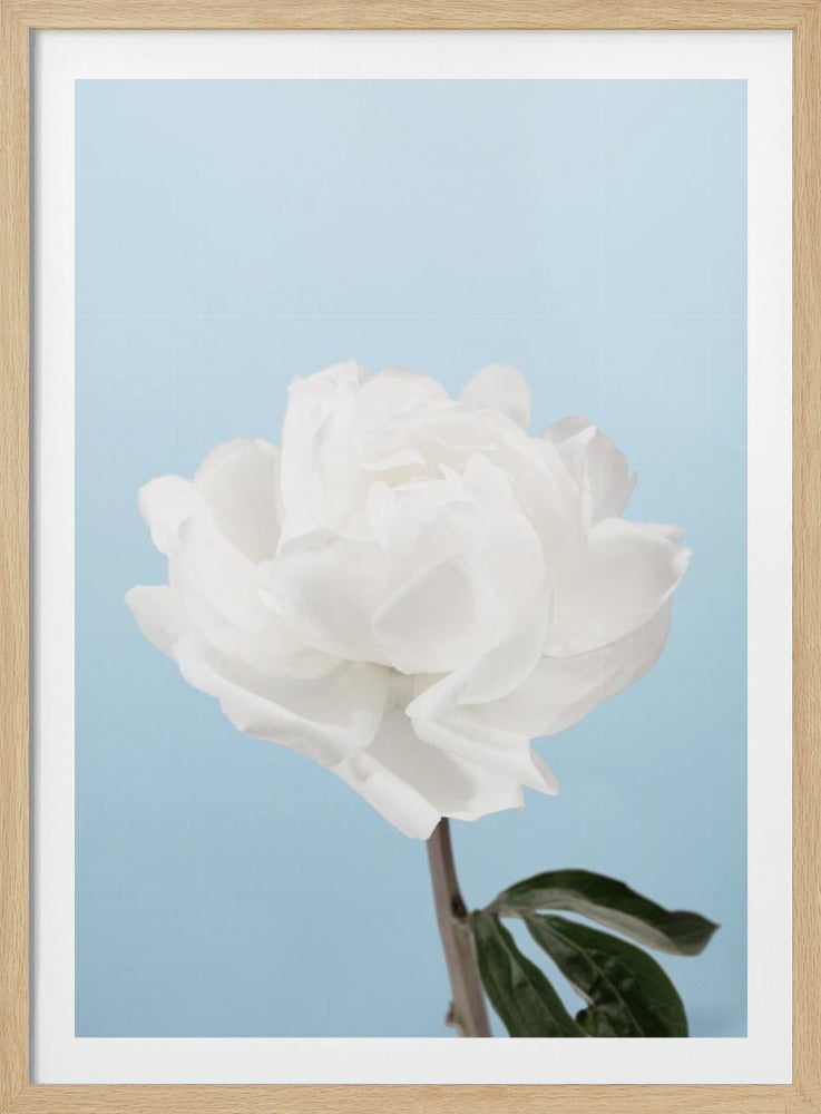 A close-up photograph of a fully bloomed white peony with delicate, layered petals, set against a solid light blue background. A portion of its dark stem and a single green leaf are visible at the bottom. The image is presented in a simple black frame. Wall Art