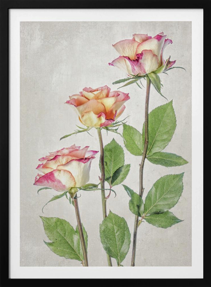 A vertical studio portrait of three elegant, long-stemmed roses with pink and cream petals against a textured, light gray background. The flowers are arranged diagonally, with lush green leaves on their stems. Wall Art