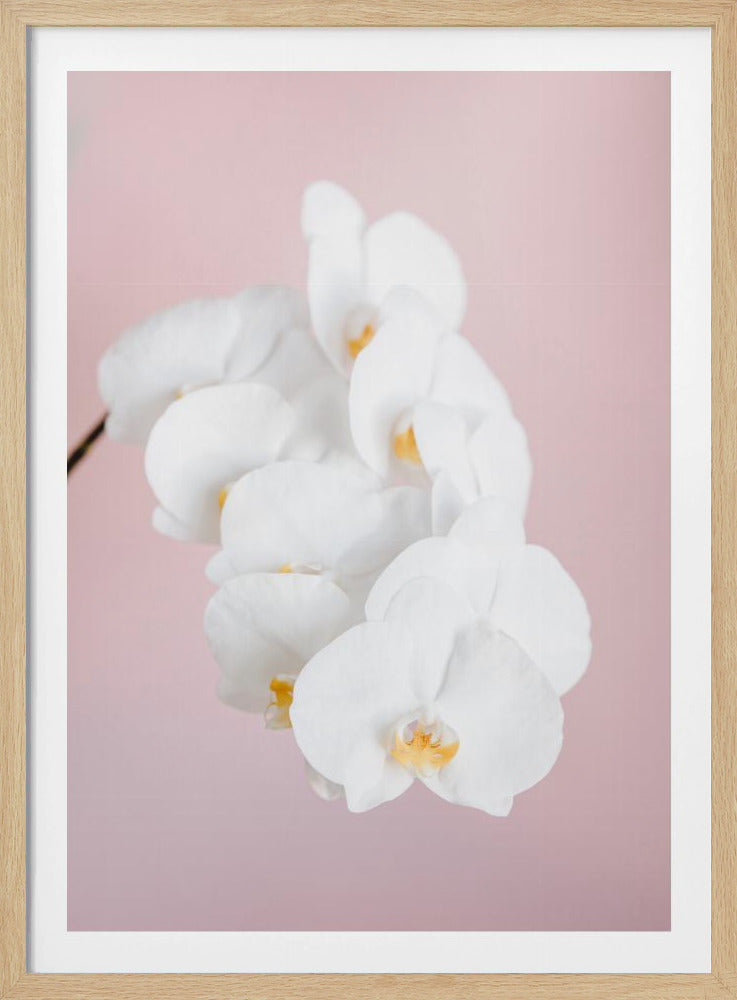 A close-up photograph of a cascading spray of white phalaenopsis orchids with delicate yellow centers, set against a solid pastel pink background, all within a thin black frame. Decor