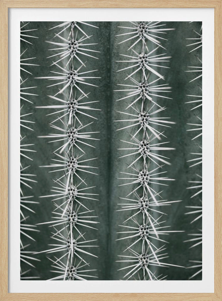 A detailed macro photograph of a cactus, focusing on two vertical rows of sharp, white spines emerging in star-like clusters from the dark green, ribbed surface of the plant. Artwork