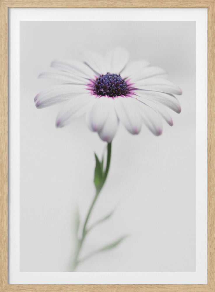 A soft-focus, close-up photograph of a single African daisy with white petals tipped in light purple. The flower has a vibrant, textured purple center and is set against a plain, bright white background, with its green stem softly blurred below. Decor