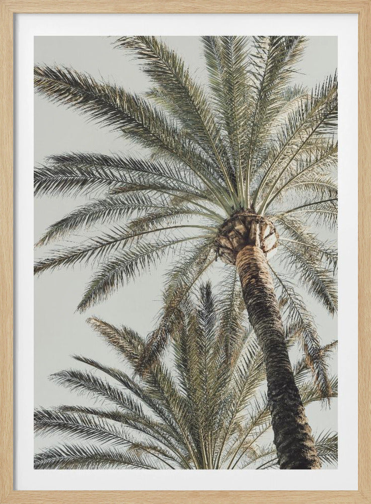 A framed, low-angle photograph of a tall palm tree with a textured brown trunk and sprawling green fronds set against a pale, overcast sky. Wall Art