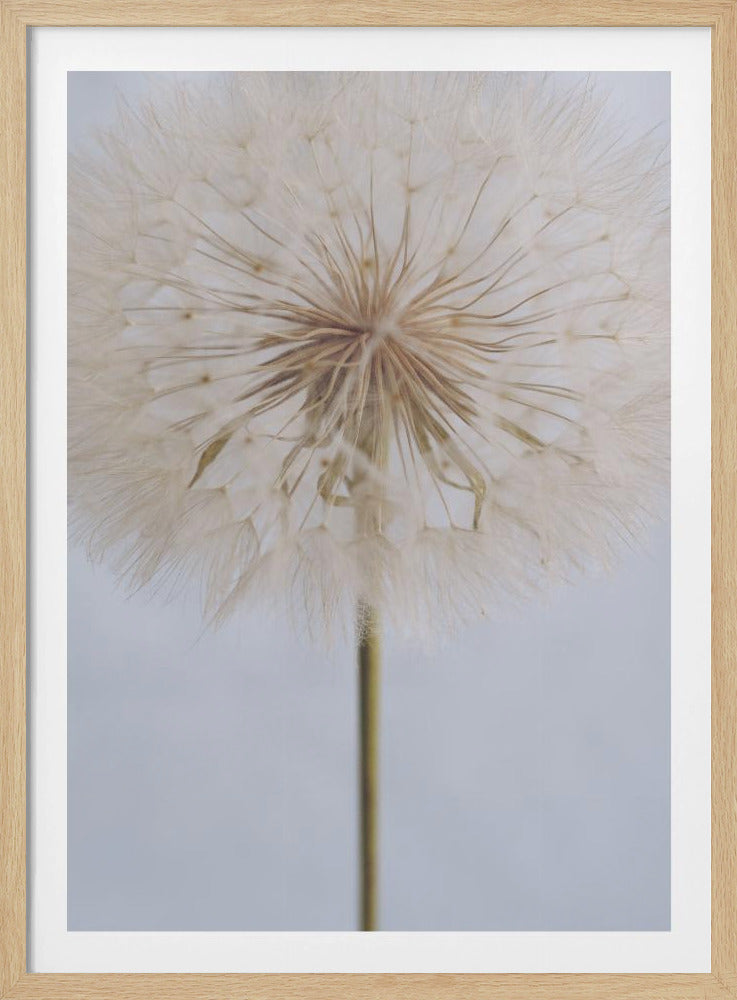 A close-up, macro shot of a fluffy dandelion seed head against a pale, muted grey background. The focus is on the intricate center from which the delicate seeds radiate outwards, creating a soft and ethereal texture. Print