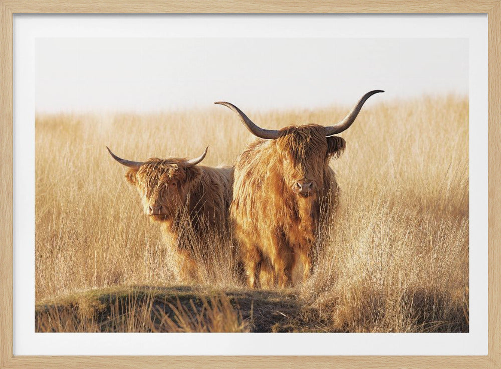 A framed photograph of two majestic Highland cattle with long, shaggy reddish-brown fur and impressive curved horns, standing together in a sunlit field of tall, golden-brown grass. Artwork