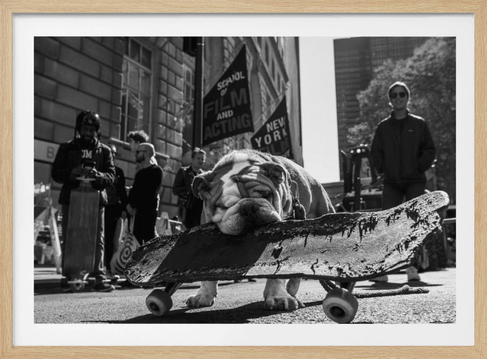 A low-angle, black and white photograph of a tired-looking English bulldog resting its chin on a rugged, old skateboard on a city street. In the blurred background, people stand near buildings, and a flag for a 'School of Film and Acting, New York' is visible. Decor