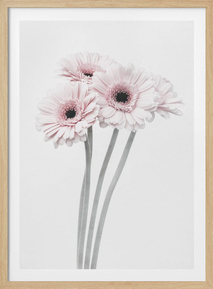 A framed art print featuring a bouquet of four light pink gerbera daisies with dark, detailed centers against a bright white background. The stems are rendered in a soft gray, creating a minimalist and elegant floral composition. Print